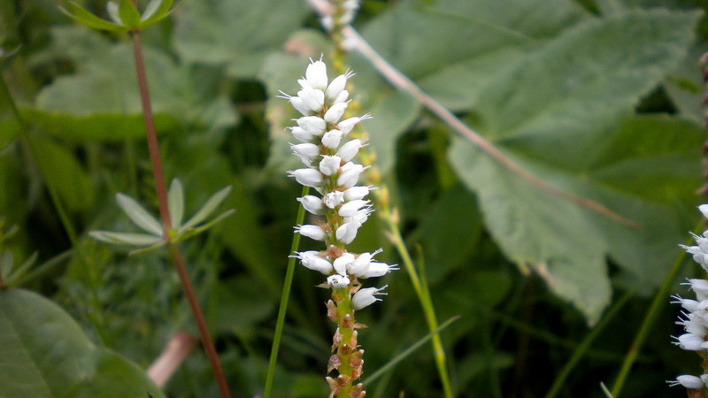 Bistorta vivipara (=Polygonum viviparum) / Poligono viviparo